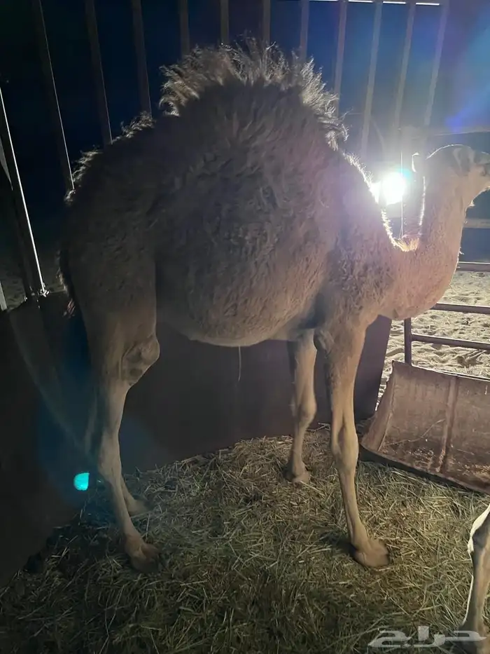 للبيع قعود 2