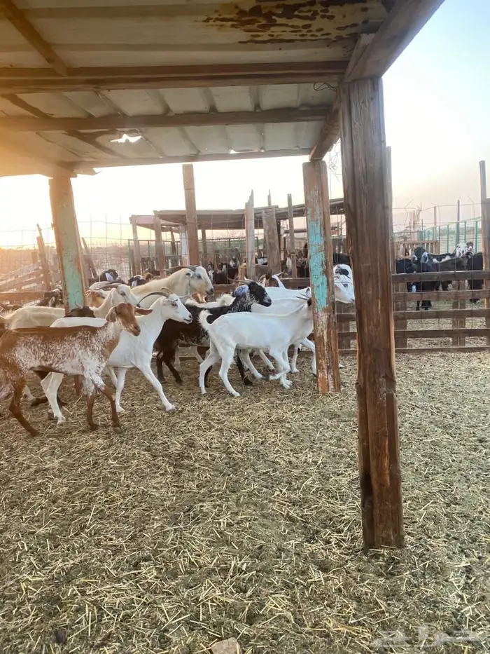 معزا بيشيات وجنوبيات 1