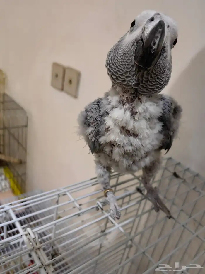 للبيع كاسكو متكلم 1