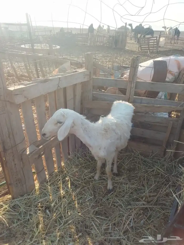 نعجه حريه 3