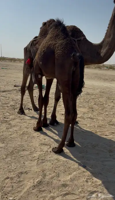 قعود مجهم ناهيي index