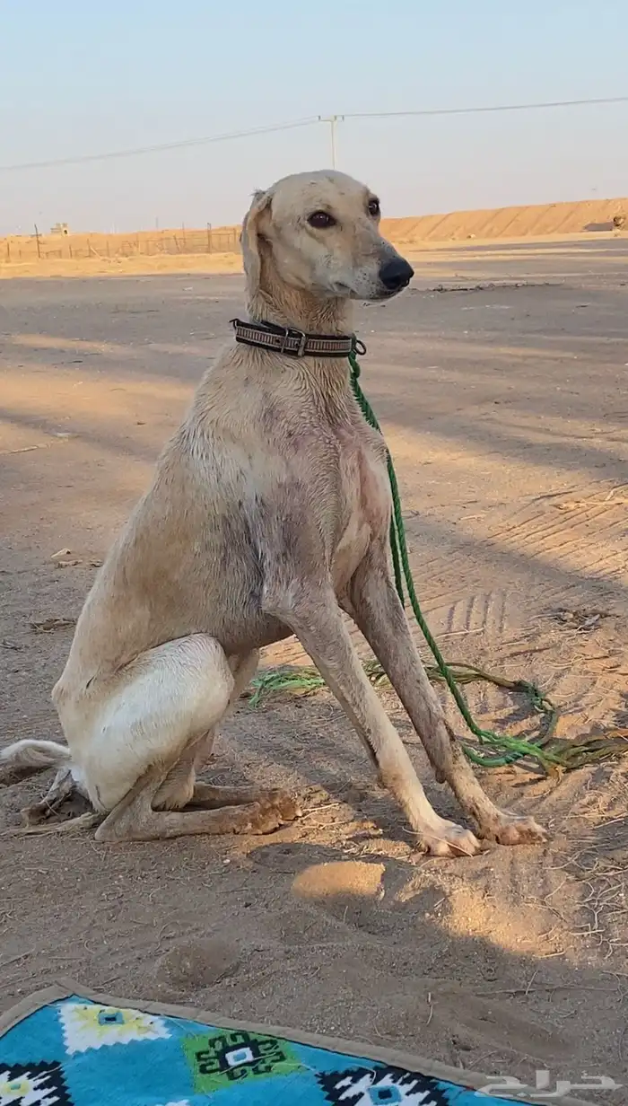 القويعيه 0
