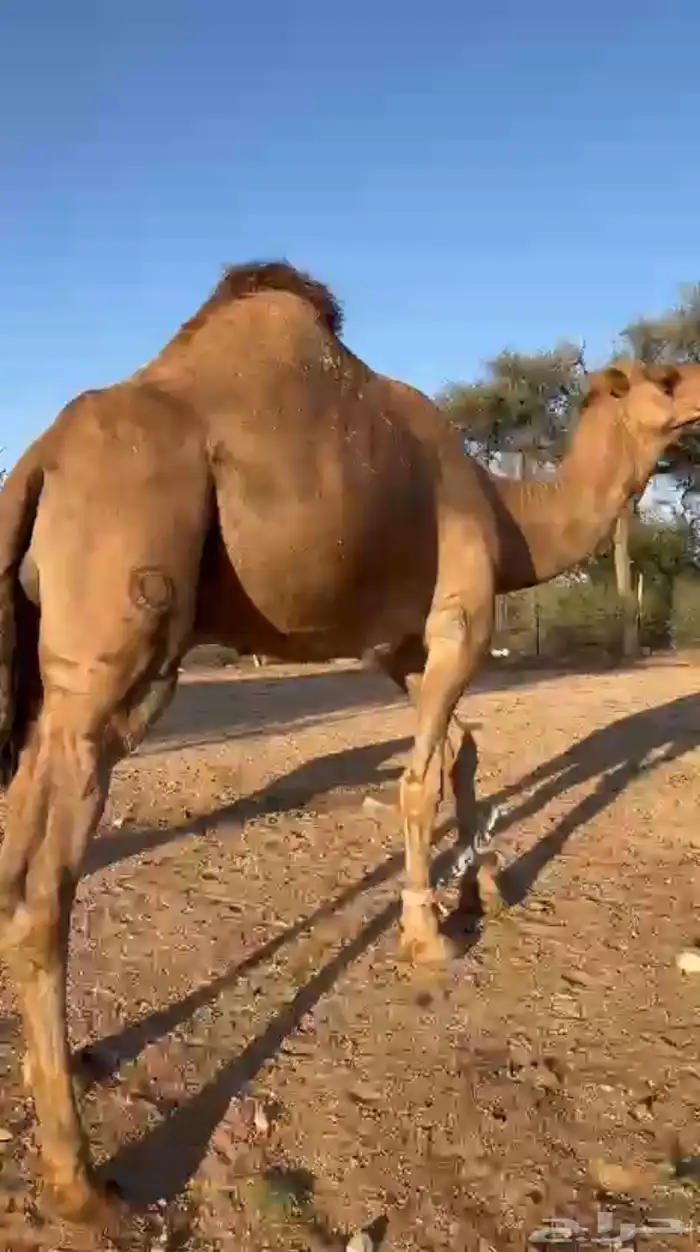 فحل إبل أحمر كفو 15
