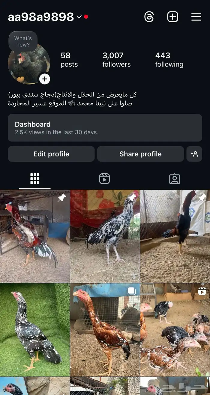 دجاجه سندي 3