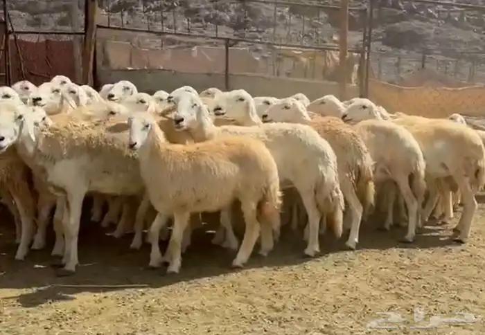 رخال حرش مراح 2
