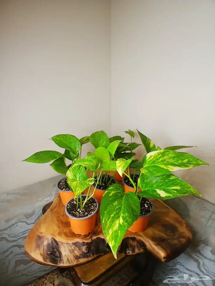 نباتات البوتس داخلية 0