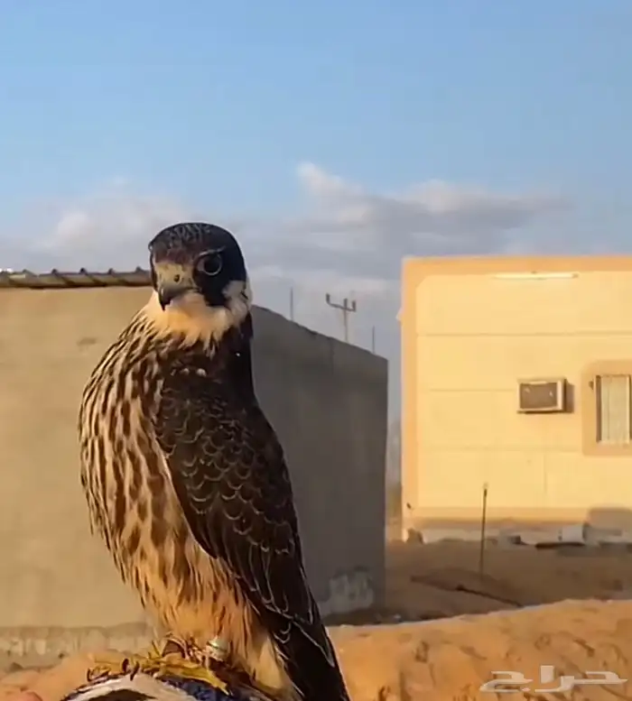 مطلوب  حموق او قليميه الموقع الوجه التواصل واتس 0