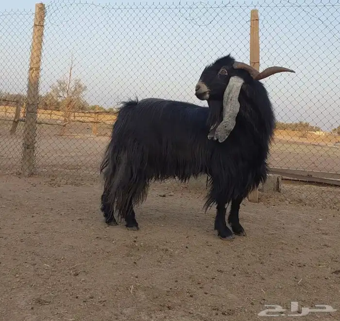 بيع الله يبارك له فحال عارضي 0