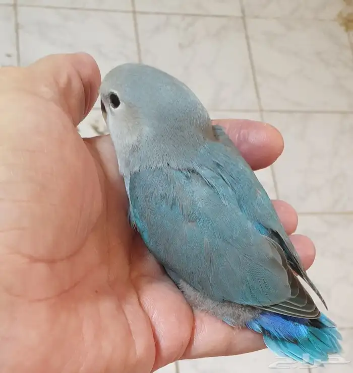 فرخ روز فايلوت تركوازي محجل 1