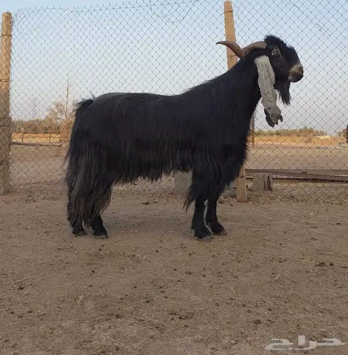 بيع الله يبارك له فحال عارضي 1