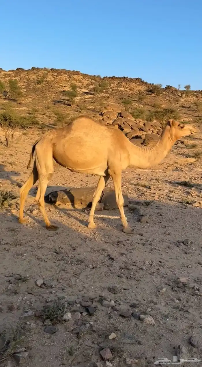 ناقه حمر 2