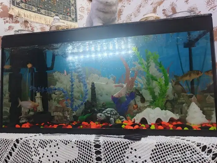 حوض للبيع 12 حبه سمك فلتر مياه مطور هوه جميع المحتويات 1