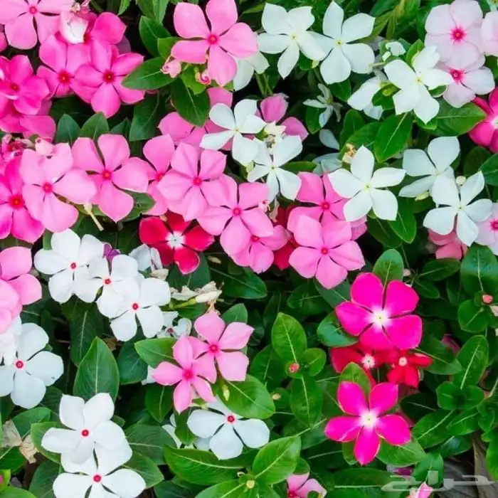 زراعه جميع انواع الاشجار والنخل والنجيل كل ما يتعلق بالزراعه 14