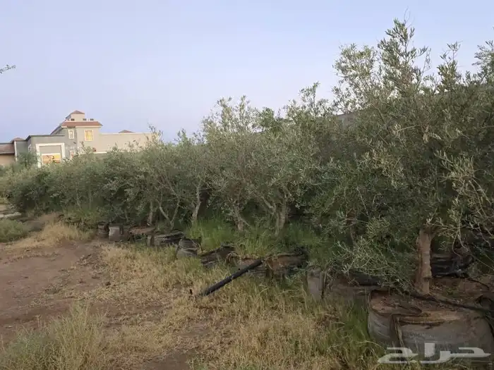 جشر زيتون نيبالي درجه اولا نوصل لجمي انحى المملكه ااسعوديه 6