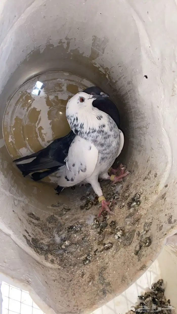 سلام عليكم ورحمة الله وبركاته البيع حمام مشكل 21