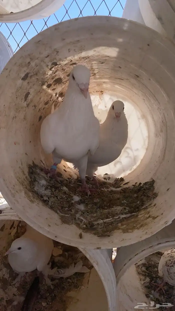 سلام عليكم ورحمة الله وبركاته البيع حمام مشكل 20