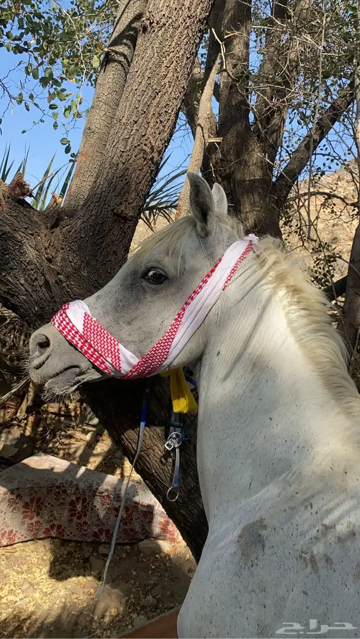 خيل 0