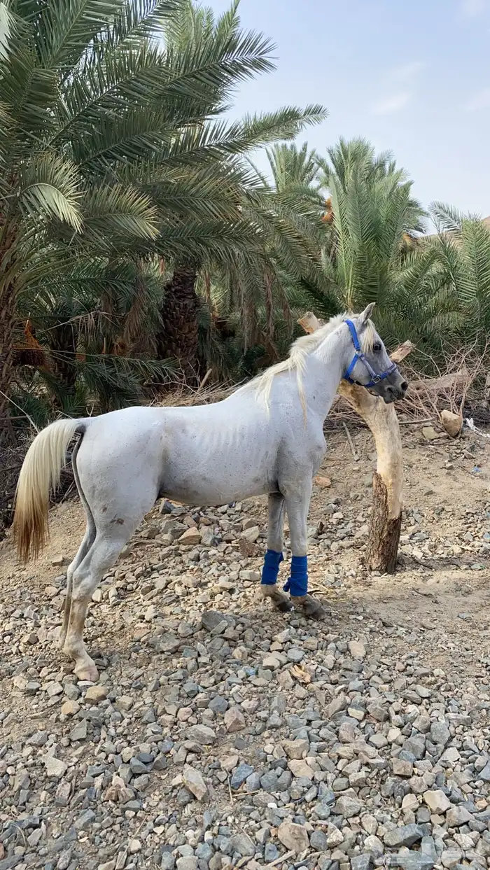 خيل 4