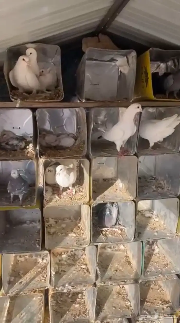 حمام فرنسي مع فروخه 0