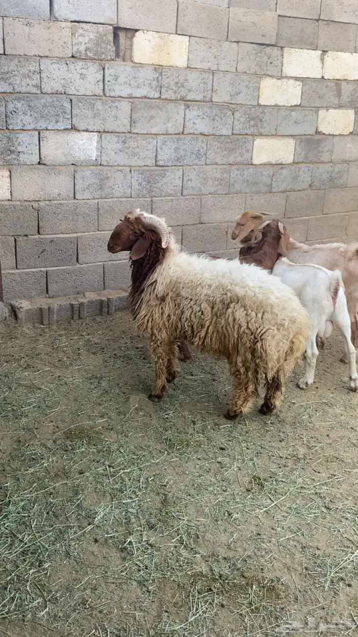 خروف نعيمي بلدي بري 1