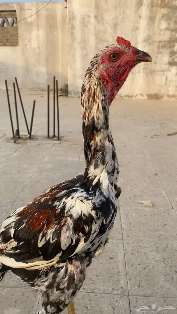 ديك باكستاني سندي 10