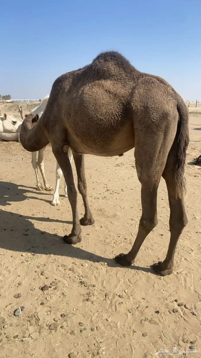 لبيع ناقه رباع 2