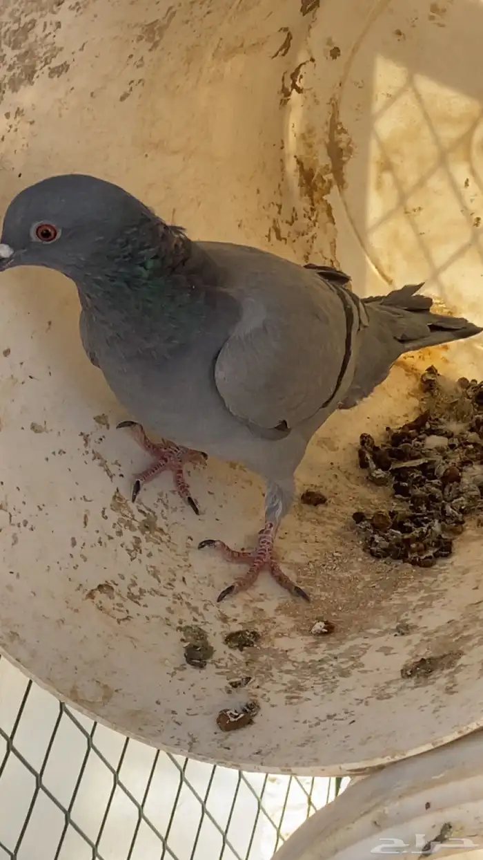 سلام عليكم ورحمة الله وبركاته البيع حمام مشكل 1