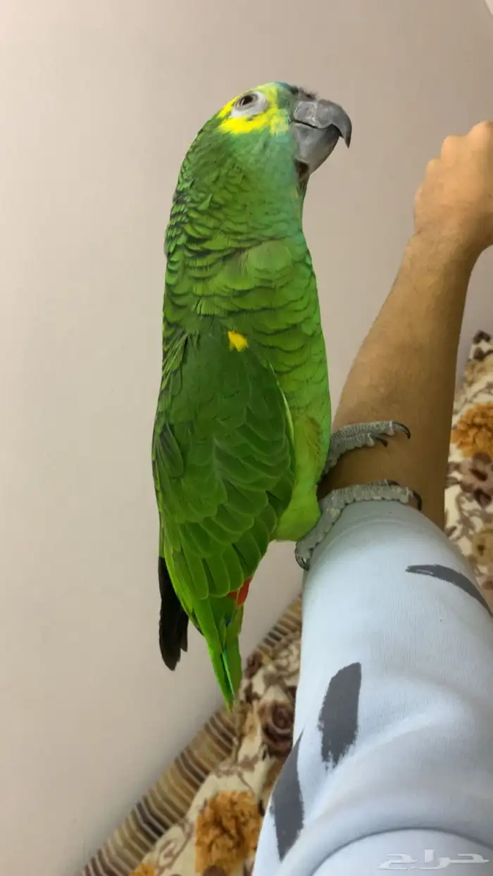 امزوني بلوفرنتد جاكو هدد تم البيع 5