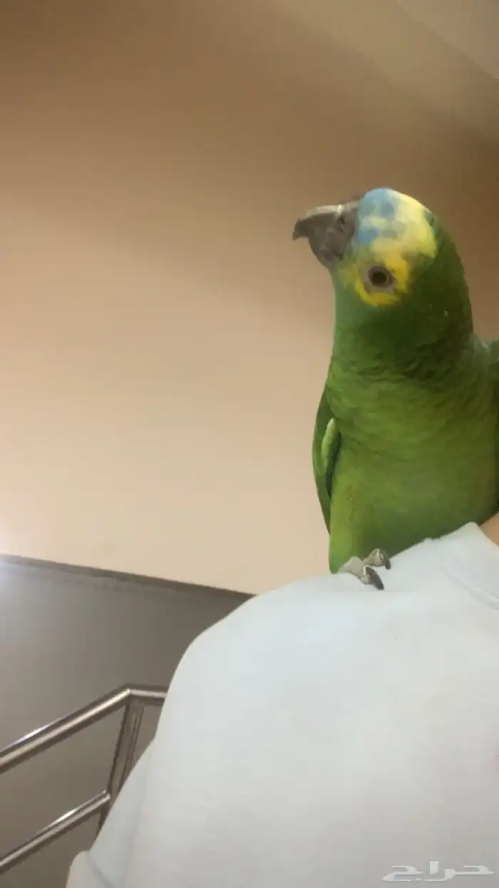 امزوني بلوفرنتد جاكو هدد تم البيع 8