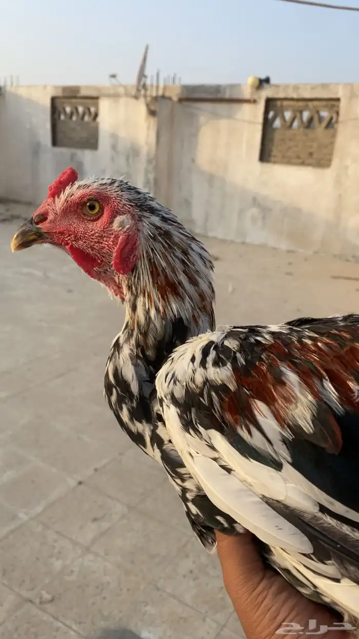 ديك باكستاني سندي 5