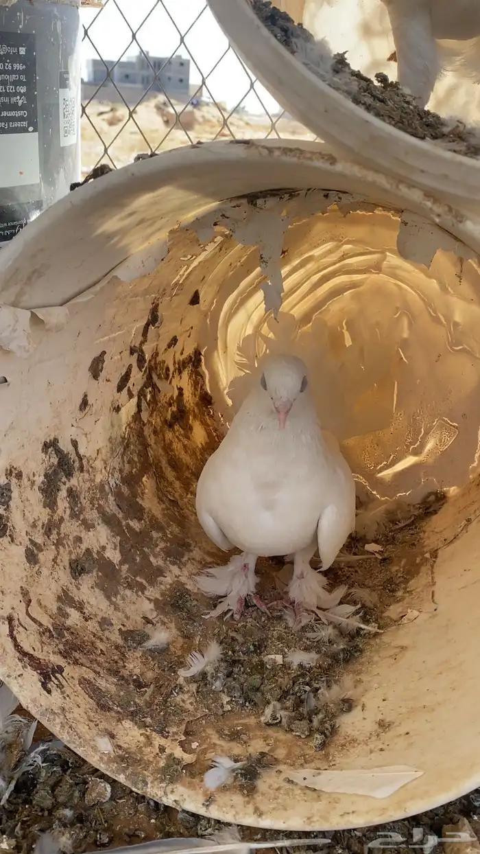 سلام عليكم ورحمة الله وبركاته البيع حمام مشكل 26