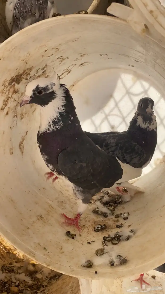 سلام عليكم ورحمة الله وبركاته البيع حمام مشكل 14