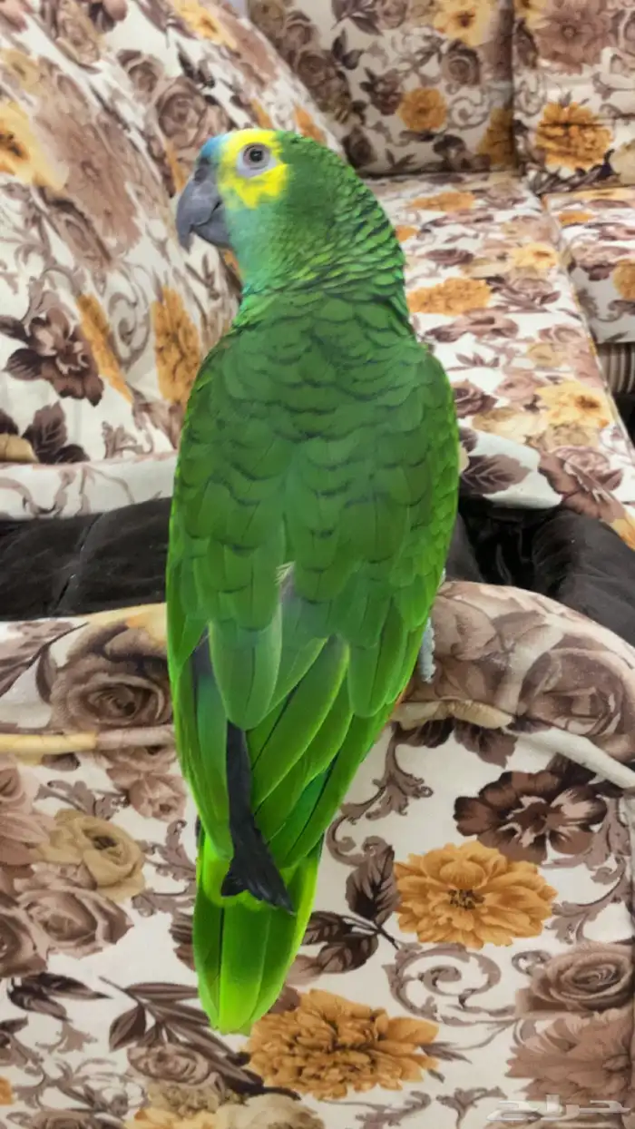 امزوني بلوفرنتد جاكو هدد تم البيع 2