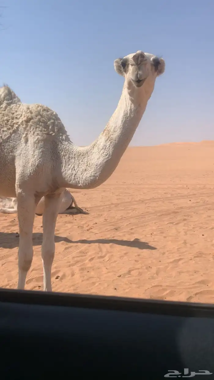 بكره عليانيه كفو عمرها 7 شهور 1