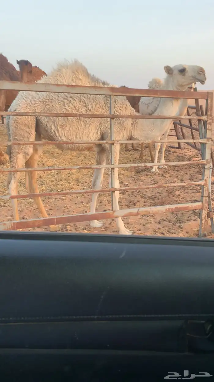 بكره عليانيه كفو عمرها 7 شهور 0
