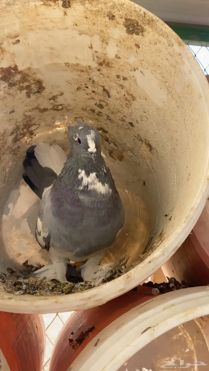 سلام عليكم ورحمة الله وبركاته البيع حمام مشكل 4