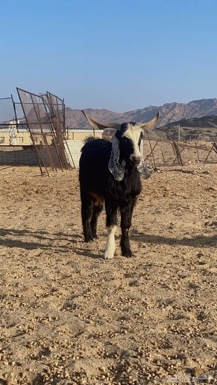 تيس فحل 2