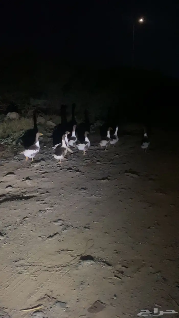 وز ودجاج بلدي 2