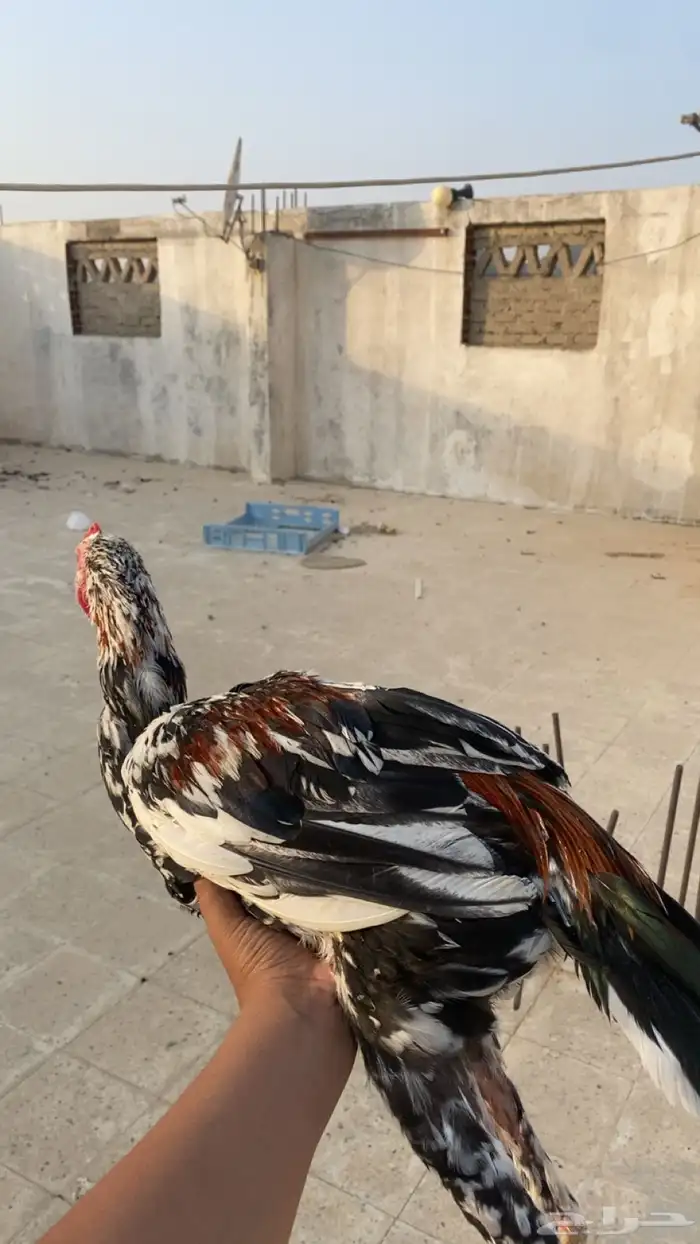 ديك باكستاني سندي 6