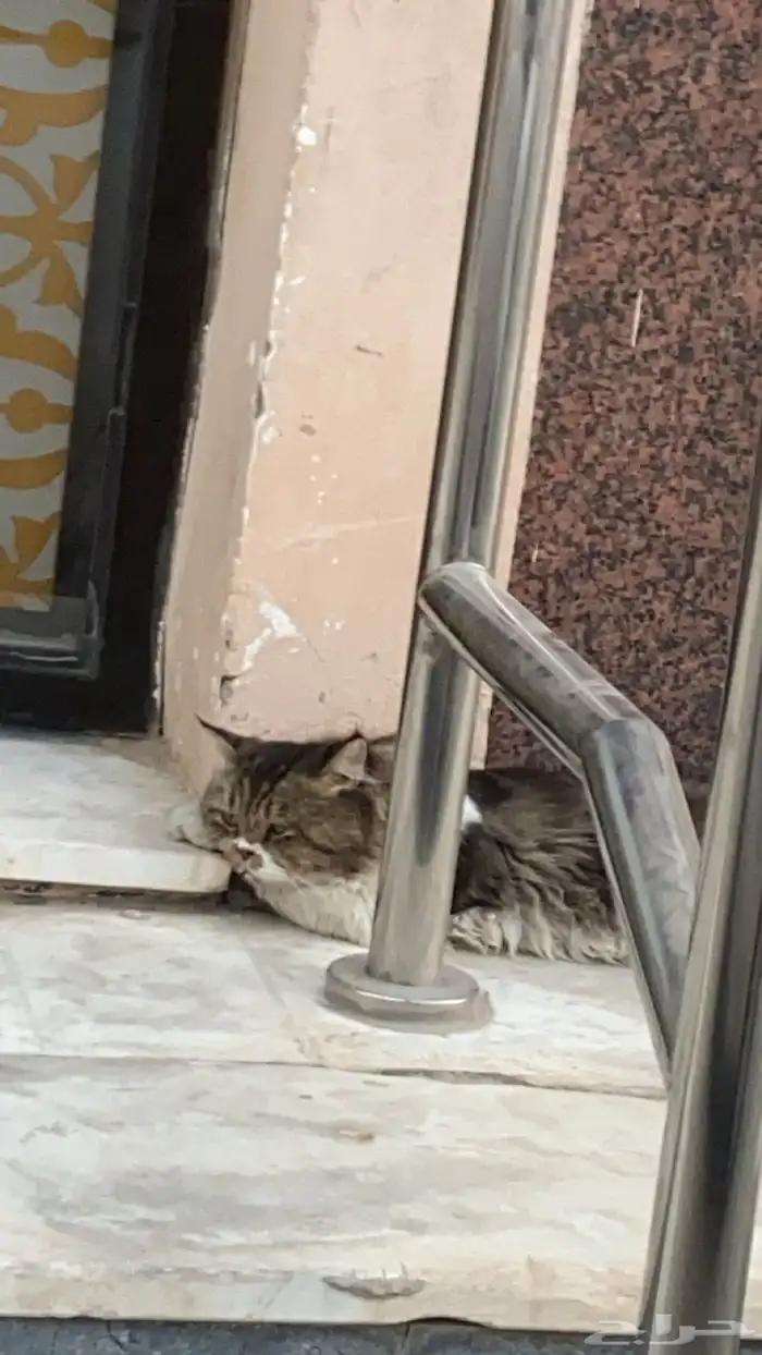 شايف القطو هذا في حي اليحيى ب المبرز م المحتمل انه ضايع 0