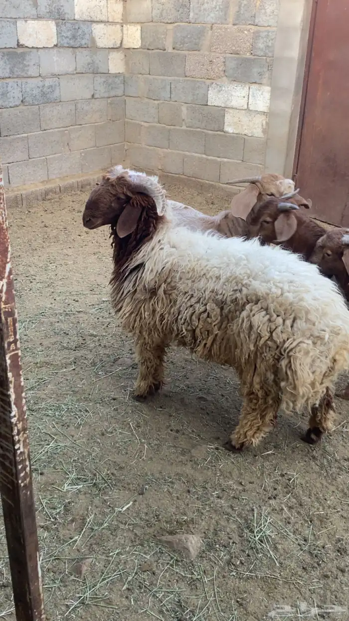 خروف نعيمي بلدي بري 0