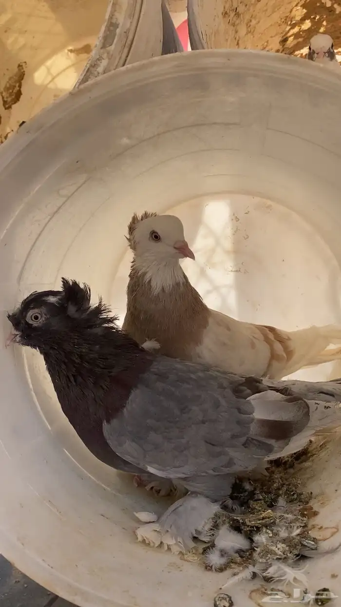 سلام عليكم ورحمة الله وبركاته البيع حمام مشكل 22