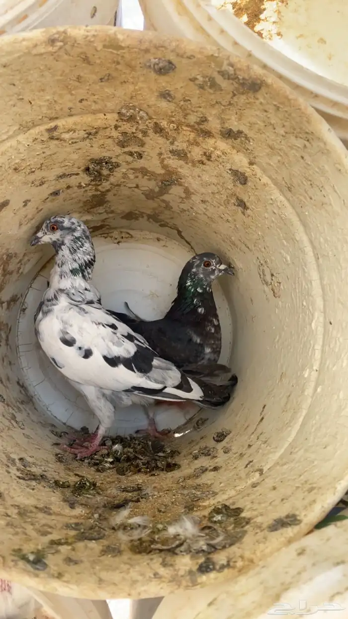 سلام عليكم ورحمة الله وبركاته البيع حمام مشكل 3