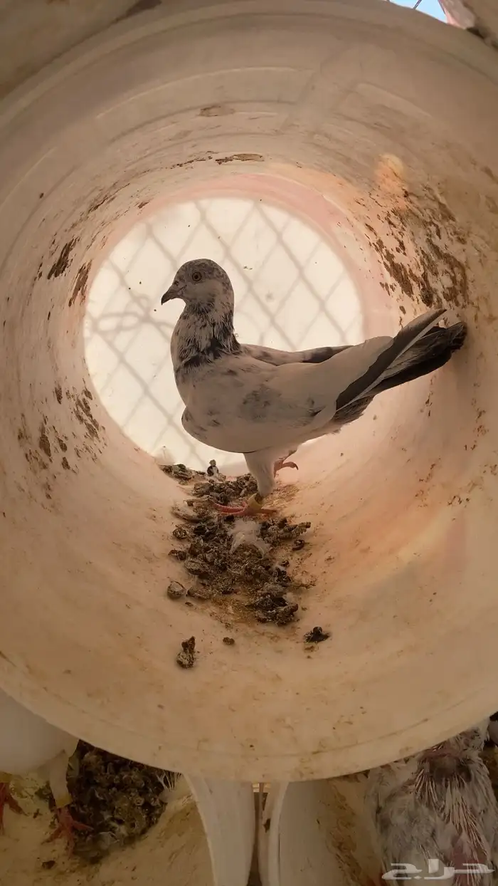 سلام عليكم ورحمة الله وبركاته البيع حمام مشكل 25