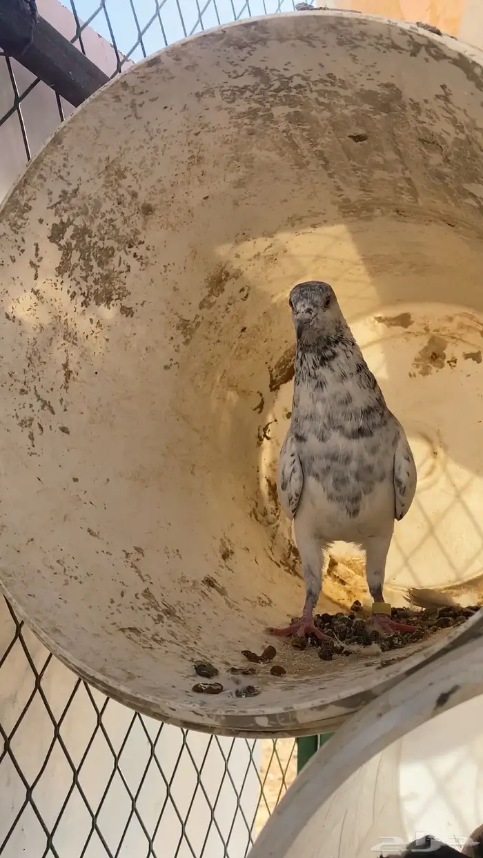 سلام عليكم ورحمة الله وبركاته البيع حمام مشكل 23