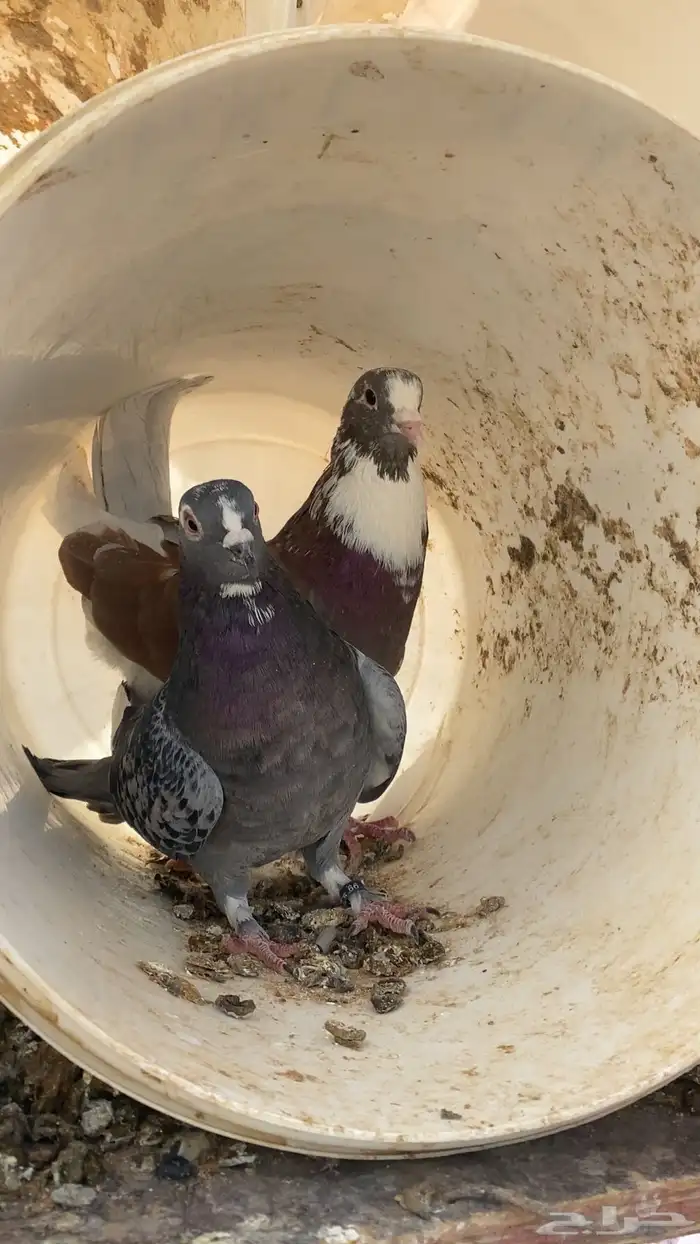 سلام عليكم ورحمة الله وبركاته البيع حمام مشكل 24