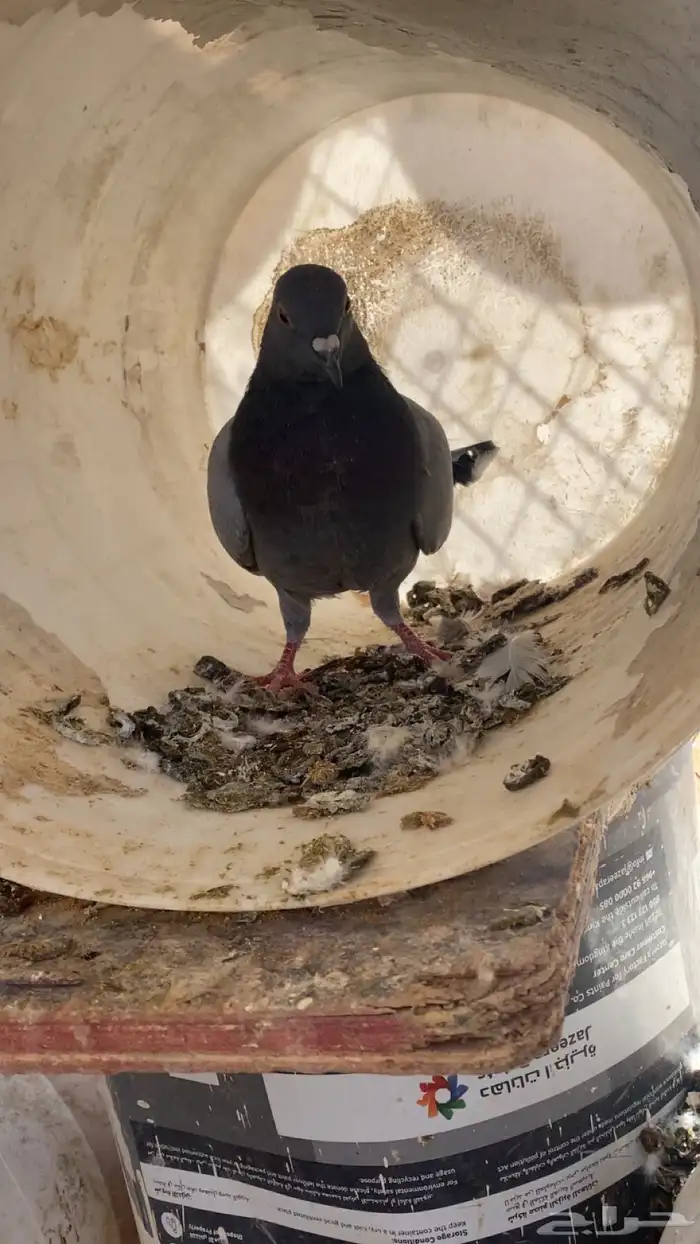 سلام عليكم ورحمة الله وبركاته البيع حمام مشكل 12