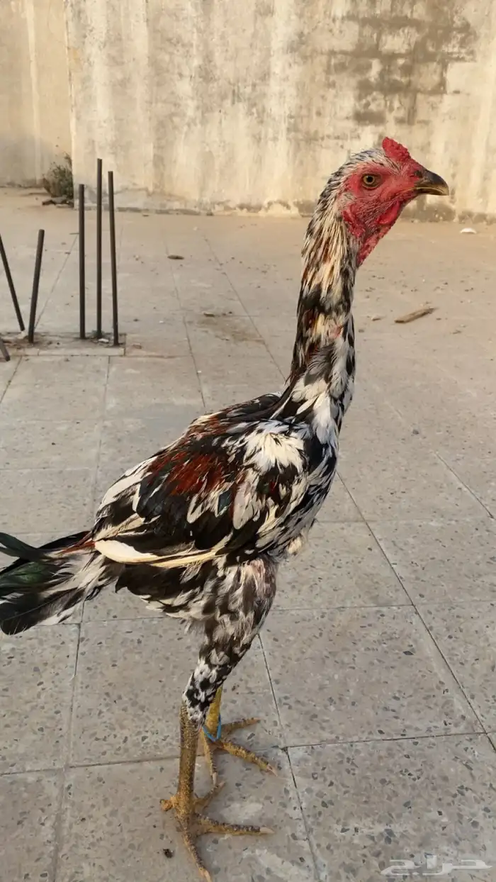 ديك باكستاني سندي 8