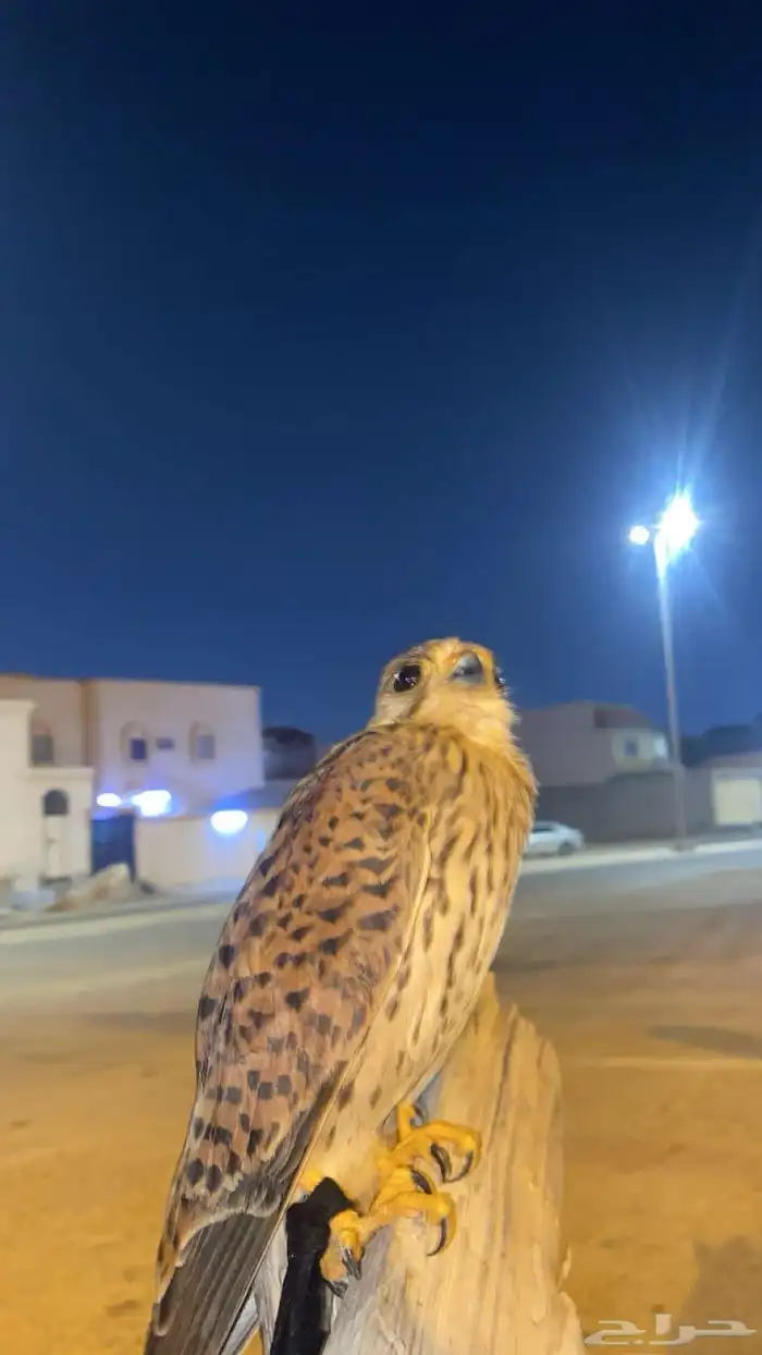 بأشق مدرب 2