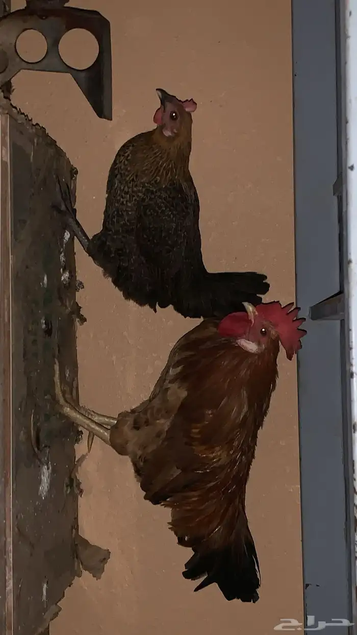 دجاج 0